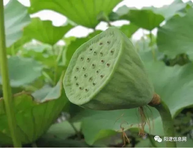 硒味道农产品(味道农产品硒含量标准)-硒宝网