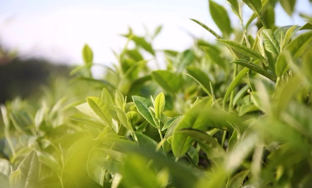 硒味道农产品(味道农产品硒含量标准)-硒宝网