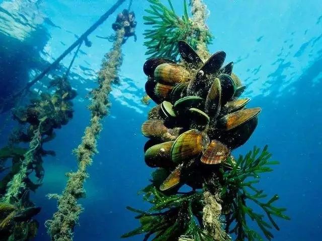 宝康士硒产品(硒宝康有副作用吗)-硒宝网