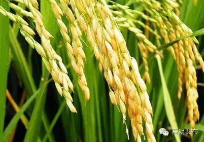 硒味道农产品(硒味道)-硒宝网