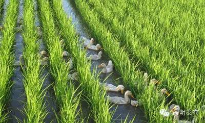 硒味道农产品(硒味道)-硒宝网