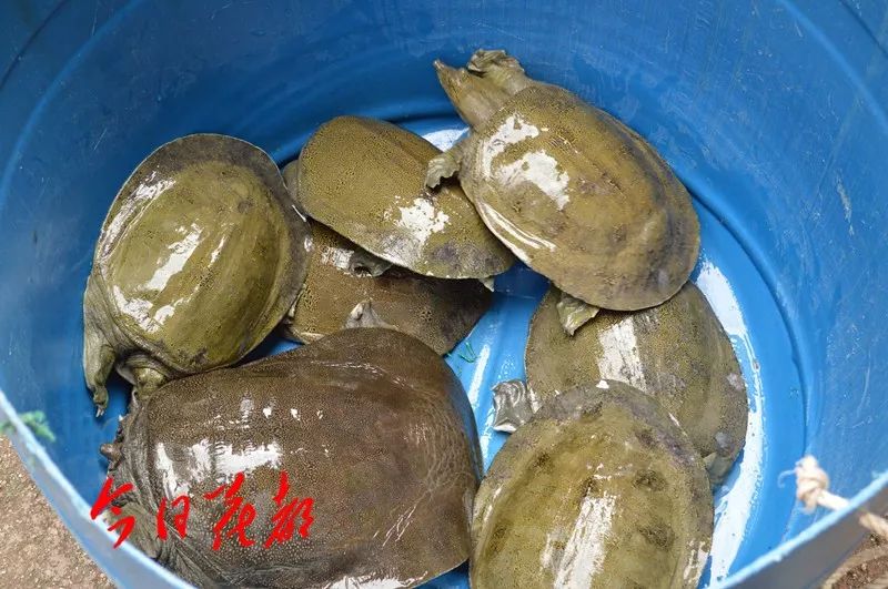 硒味道农产品(农产品硒含量标准)-硒宝网