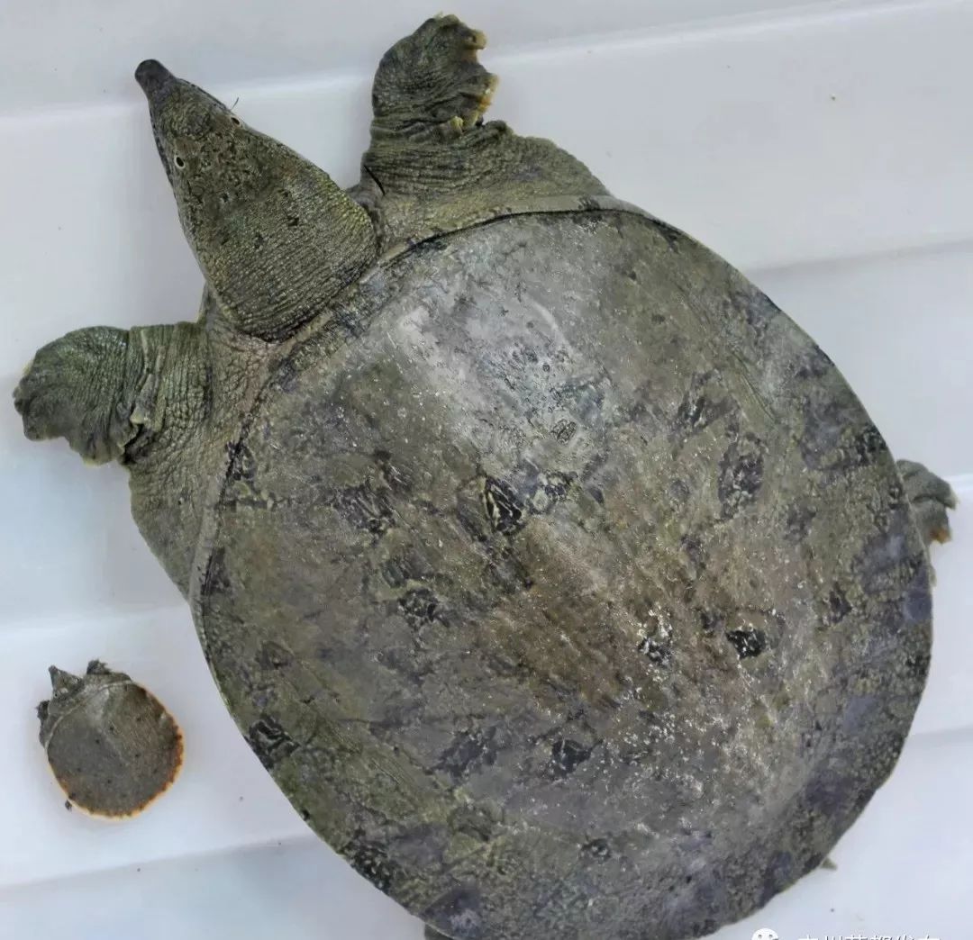 硒味道农产品(农产品硒含量标准)-硒宝网