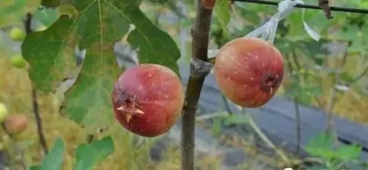 硒味道农产品(农产品硒含量标准)-硒宝网