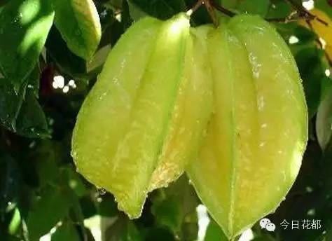 硒味道农产品(农产品硒含量标准)-硒宝网