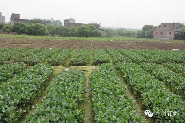 硒味道农产品(农产品硒含量标准)-硒宝网