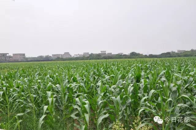 硒味道农产品(农产品硒含量标准)-硒宝网