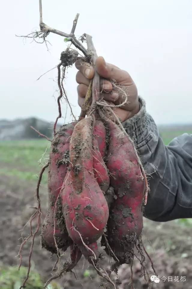 硒味道农产品(农产品硒含量标准)-硒宝网