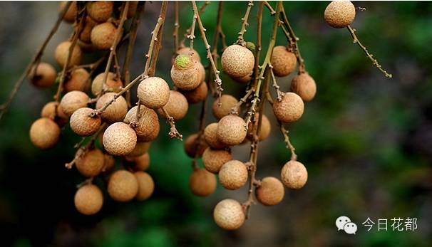 硒味道农产品(农产品硒含量标准)-硒宝网