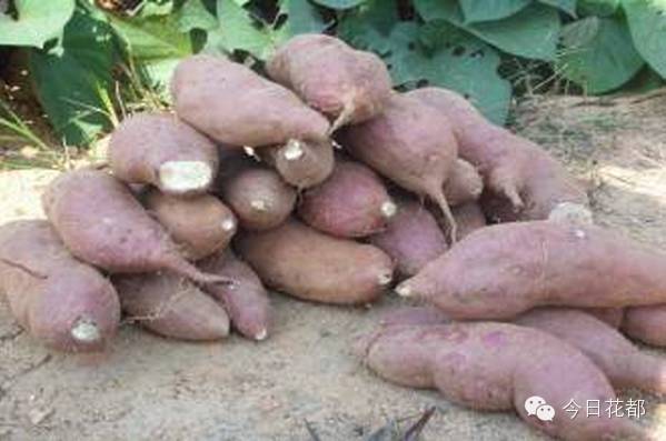 硒味道农产品(农产品硒含量标准)-硒宝网