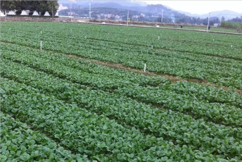 硒味道农产品(农产品硒含量标准)-硒宝网