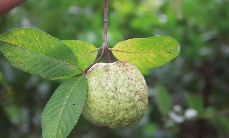 硒味道农产品(农产品硒含量标准)-硒宝网