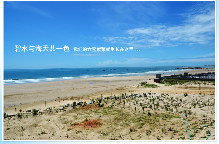 紫菜补铁吗(紫菜补铁还是补钙)-硒宝网