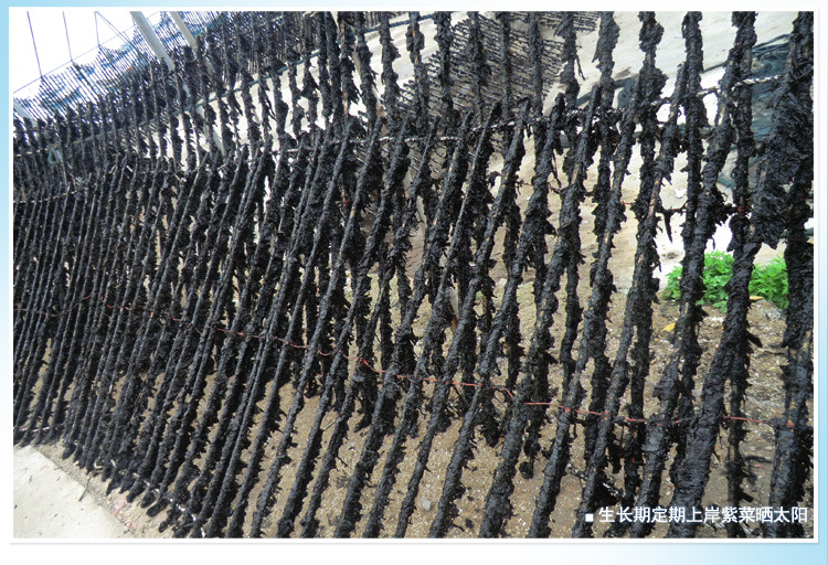 紫菜补铁吗(紫菜补铁还是补钙)-硒宝网