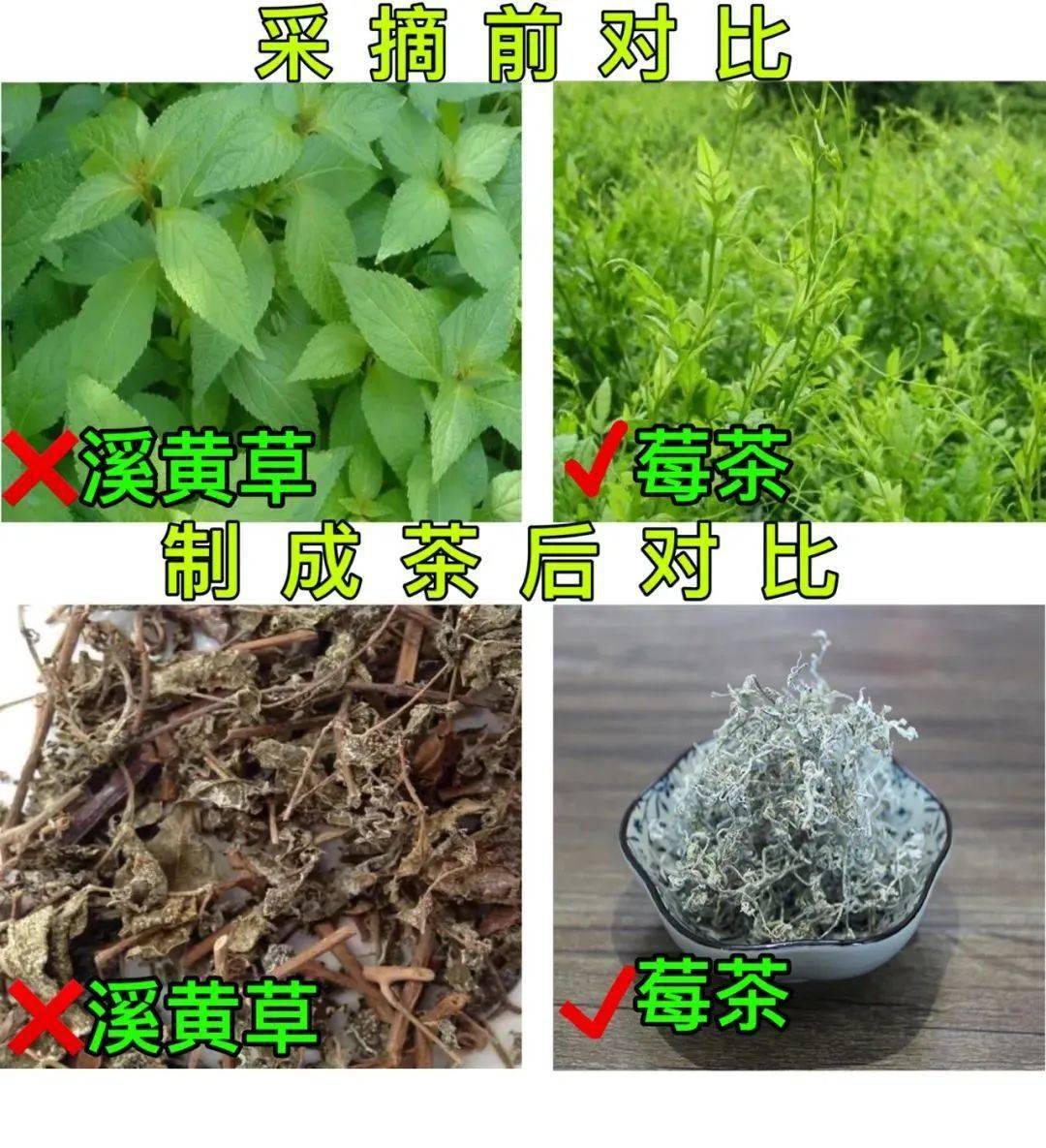 含硒莓茶产品(茶莓含产品硒元素吗)-硒宝网