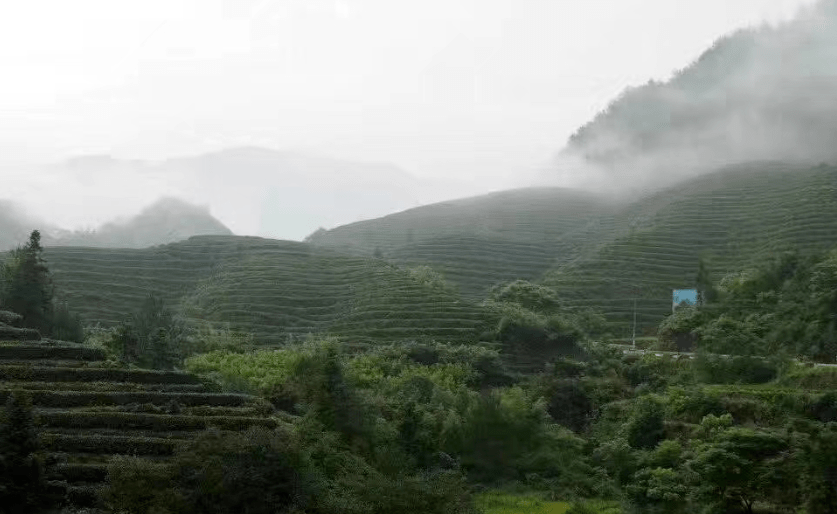 含硒莓茶产品(茶莓含产品硒元素吗)-硒宝网