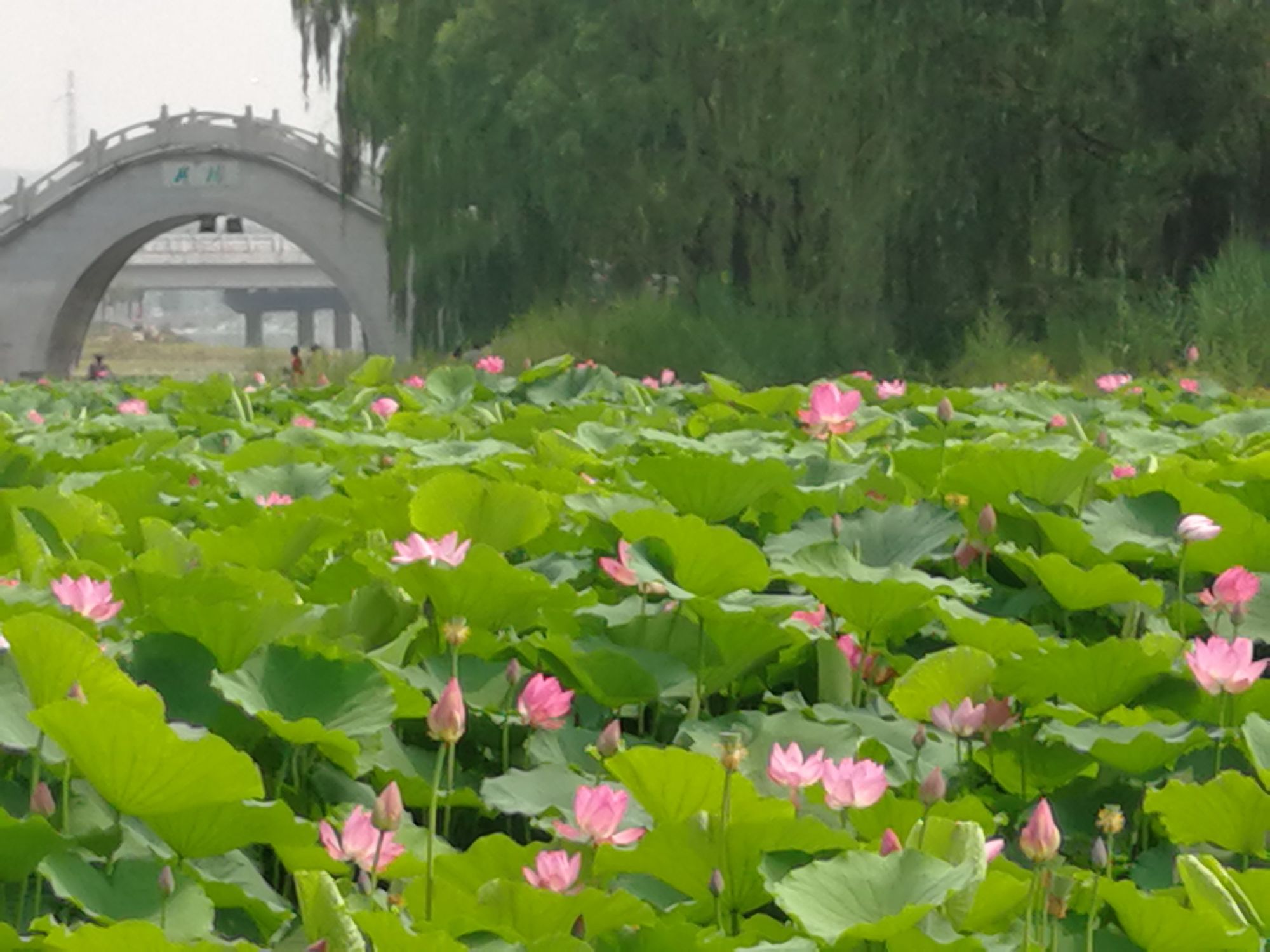 王治伦硒产品(治伦硒与健康学院简介)-硒宝网