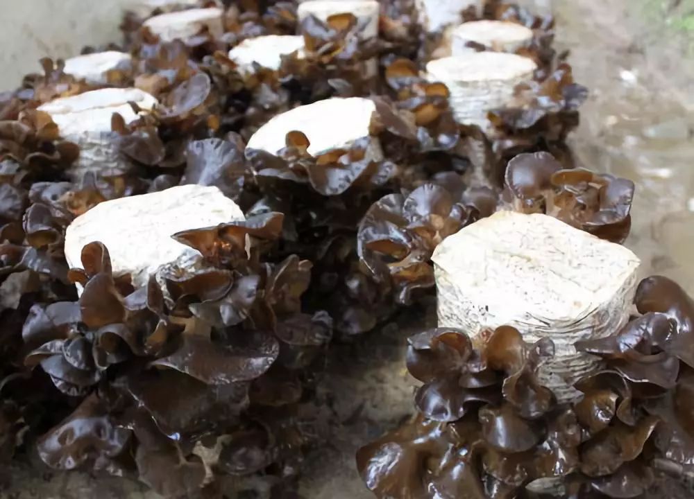 佳硒雅的产品（佳硒雅富硒奶贝产品合格吗）-硒宝网