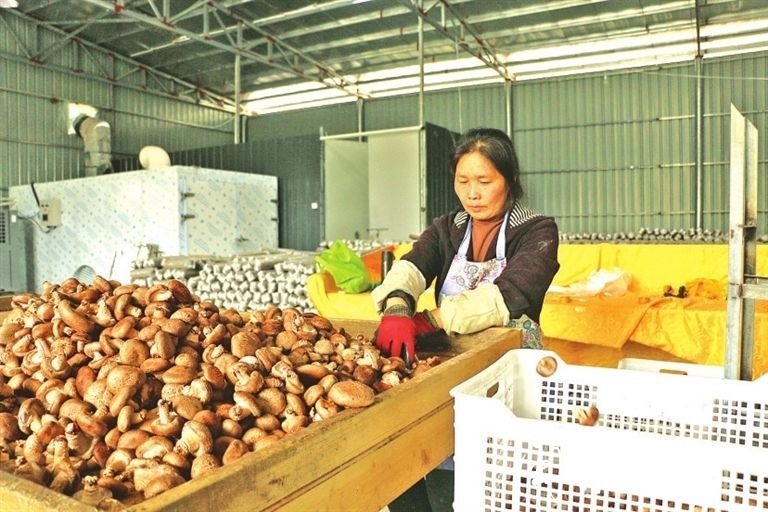 食用硒农产品（食用硒价格）-硒宝网