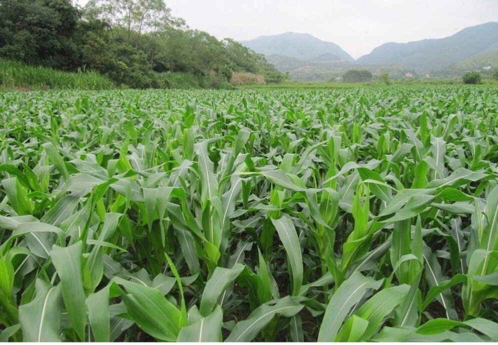 食用硒农产品(农用硒元素)-硒宝网