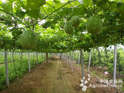 国外硒农产品（国外硒哪个好）-硒宝网