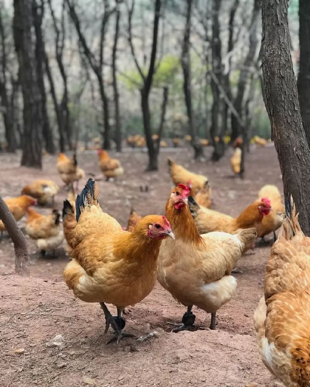 硒友物农产品（农友物产品硒含量高吗）-硒宝网