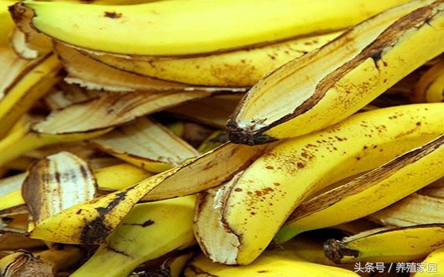 鸡蛋壳补钙是真的吗（吃鸡蛋壳补钙的危害）-硒宝网