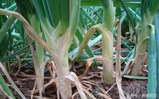鸡蛋壳补钙是真的吗（吃鸡蛋壳补钙的危害）-硒宝网