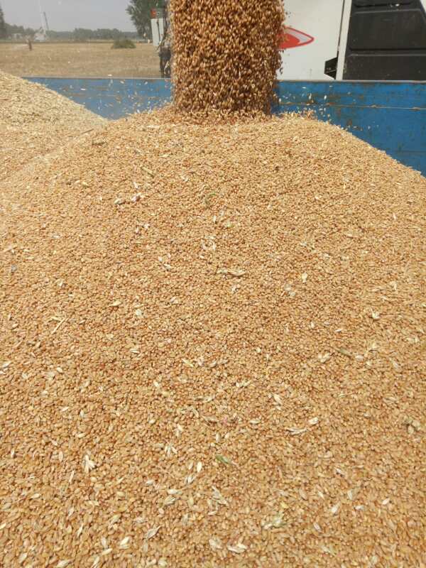 亲硒元农产品（农硒1号）-硒宝网