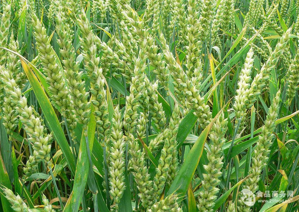 亲硒元农产品（农硒1号）-硒宝网