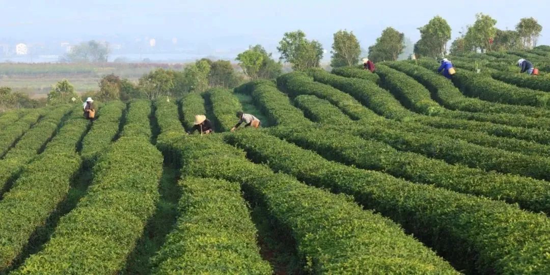 硒都农副产品(农产品硒含量标准)-硒宝网