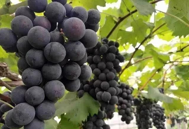 硒之缘农产品(硒缘山庄)-硒宝网