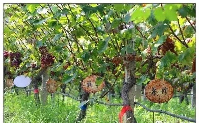 硒之缘农产品(硒缘山庄)-硒宝网