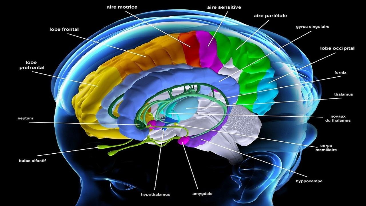 补锌能提高记忆力吗（记忆力减退补锌有用吗）-硒宝网