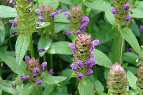 锌硒宝高血压(高血压可以吃锌硒宝吗)-硒宝网