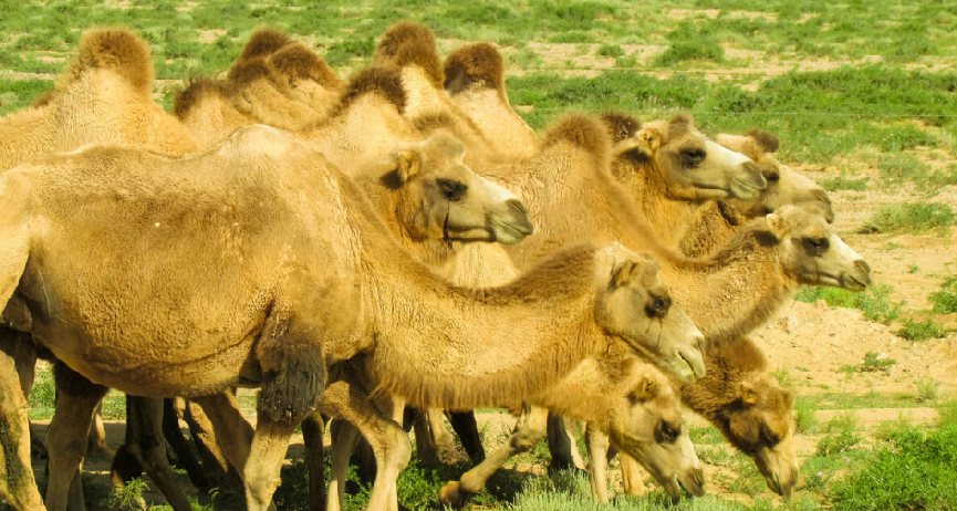 吃什么补钙最快中老年（中老年补钙吃钙片有用吗）-硒宝网