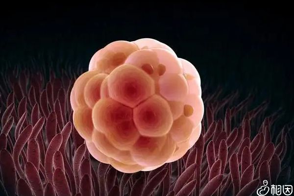 锌硒宝西红柿（锌西红柿宝硒含量多少）-硒宝网