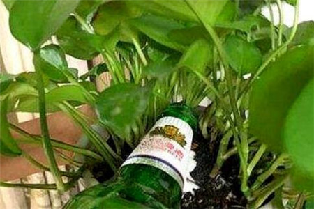 锌硒宝片浇花（锌硒宝片治什么病）-硒宝网