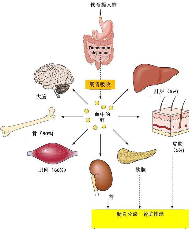 小孩吃锌硒宝(锌硒宝宝宝能常吃吗)-硒宝网