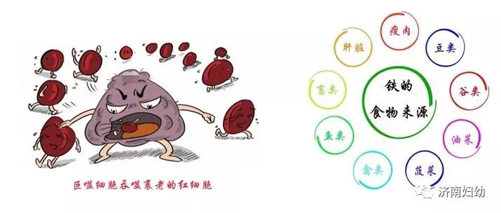 产后需要补铁吗(产后补铁需要注意喂奶时间吗)-硒宝网