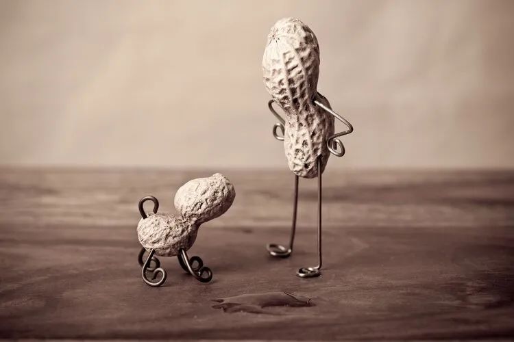 花生补铁吗(花生补铁用什么肥料)-硒宝网