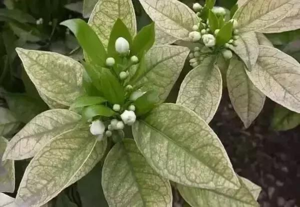 缺少微量元素怎么补充(缺少微量补充元素会怎么样)-硒宝网