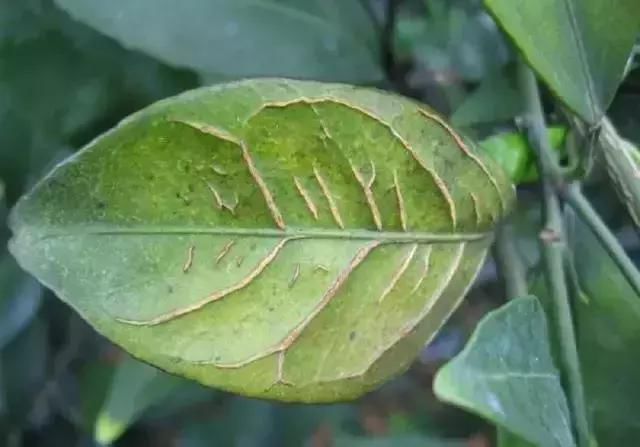 缺少微量元素怎么补充(缺少微量补充元素会怎么样)-硒宝网