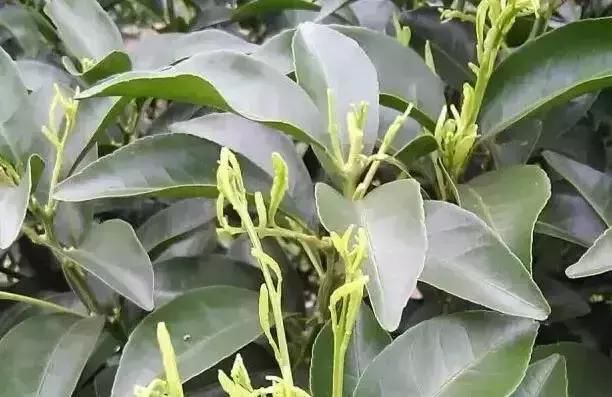 缺少微量元素怎么补充(缺少微量补充元素会怎么样)-硒宝网