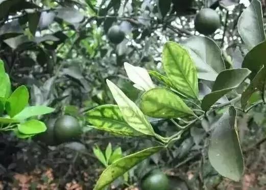 缺少微量元素怎么补充(缺少微量补充元素会怎么样)-硒宝网