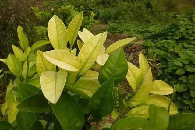 缺少微量元素怎么补充(缺少微量补充元素会怎么样)-硒宝网