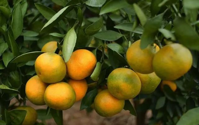 缺少微量元素怎么补充(缺少微量补充元素会怎么样)-硒宝网