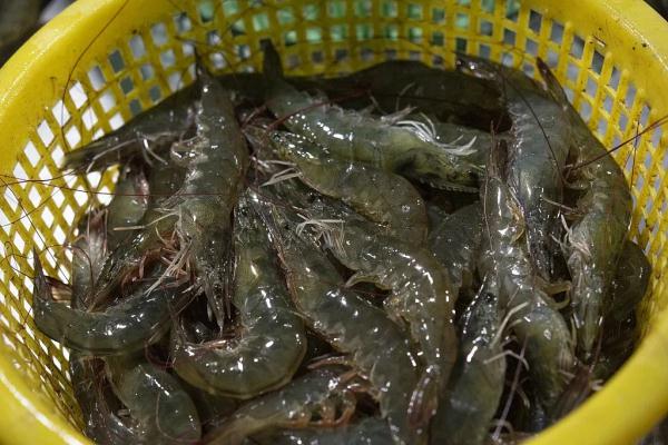 虾皮可以补钙吗（补钙虾皮可以长期吃吗）-硒宝网