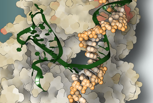 补钠原则(钠的补法)-硒宝网