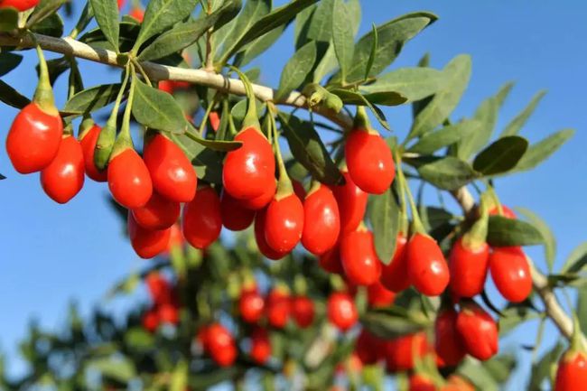 锌硒宝片药理（锌硒宝片好不好）-硒宝网